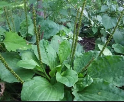 Organic Wild Broadleaf Plantain Perennial Medicinal Edible Herb FRESH 2023 Seeds • $4.95