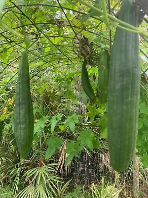 Loofah Luffa Sponge Heirloom Seeds 15 + NON GMO Gourd  USA Vegetable Sponge 2022 • $1.95