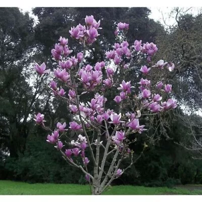 5  Magnolia Seeds  Fragrant Flowers Tulip US SELLER • $3.99