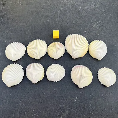 10 X Pacific Cockle Seashells - Genuine Shell Specimen - Certified • £8.52