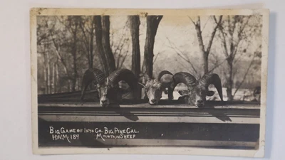 $20 • Buy Big Pine Inyo California Big Horn Game Hunting Mt Sheep HWM Photo Post Card RPPC