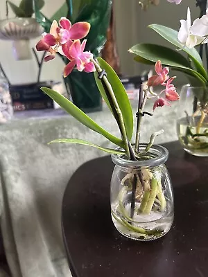 Miniature Phalenopsis Orchids In Water Culture • $20
