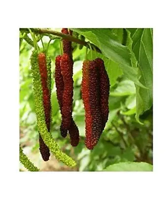 Futaba Long Mulberry Fruit Seeds - 50 Pcs • $61.59