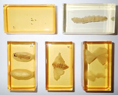 Silk Moth Life Cycle Box Set In 5 Amber Clear Rectangular Block Teaching Aid • $23.99