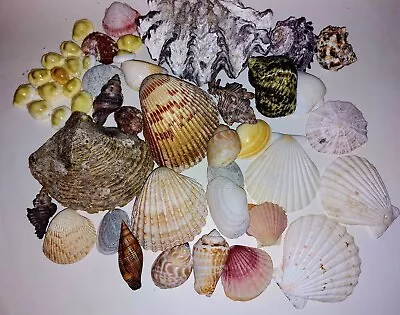 Seashells Various Shells Mixed Sizes Bundle Job Lot B • £16.99