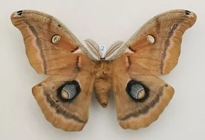Saturniidae - Antheraea Polyphemus - Polyphemus Moth - #2 - Male • $11.90
