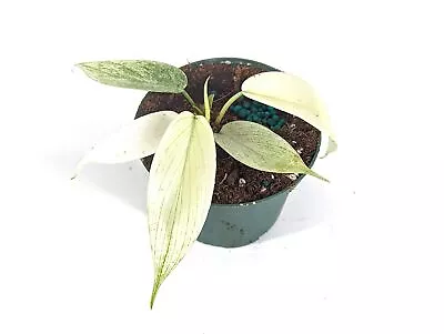 Philodendron Florida Ghost Mint 3 Inch Starter Plant - Live Rare Indoor House • $28