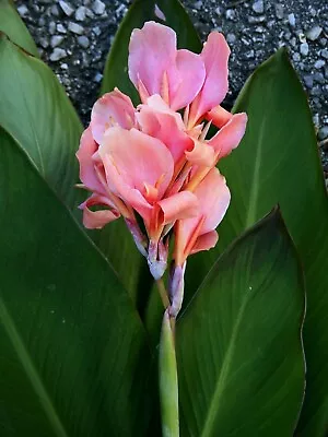 Canna PINK PRINCESS X3 Bulbs Flower Bulbs Ready To Plant EASY TO GROW • £13.95