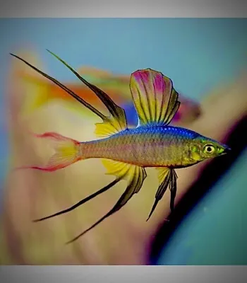 Threadfin Rainbowfish Iriatherina Werneri TROPICAL FISH RAINBOWFISH • £5.99