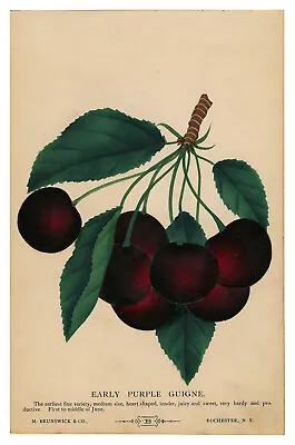 'CHERRIES' SEED CATALOG CABINET CARD Color Pouchoir C. 1880. • $110