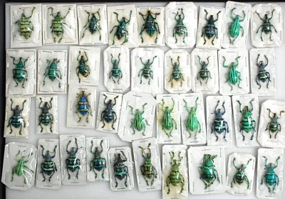£41 • Buy Very Colourfull Lot Of Eupholus From Indonesia