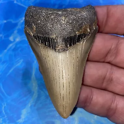 Megalodon Shark Tooth 3.24” Huge Teeth Meg Scuba Diver Direct Fossil Nc 2863 • $13.50