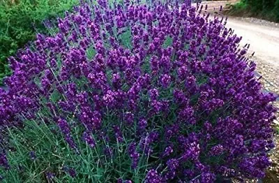 Lavender Hidcote  - Aromatic Flowering Plant 9cm Pots • £6