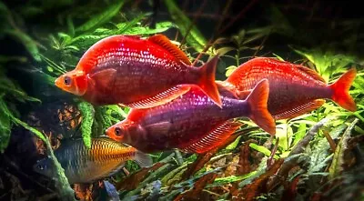 Red Rainbow Fish ( Glossolepis Incisus ) Size 4-5 Cm • £8.99