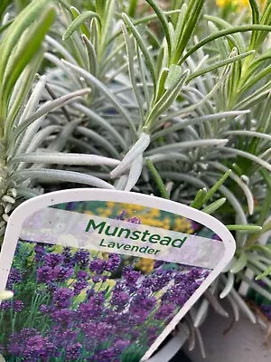 Two Lavender 'Munstead' Plants (12 Cm Pot) Free Postage UK • £18.50