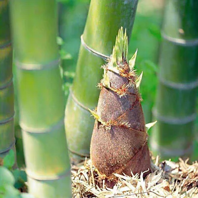 60 Giant Green Moso Bamboo Seeds  Edible Bamboo Shoots Garden Plant • $2.67