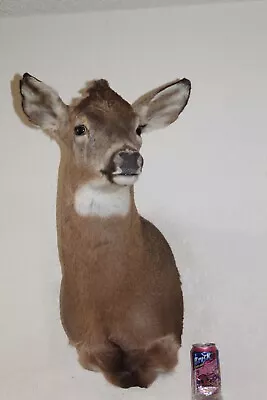 Whitetail Deer Head Shoulder Mount Taxidermy Cape Shed Antler Hunt Mule • $240