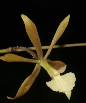 Encyclia Nematocaulon Fragrant Rare Mexican Species Mounted On Manzanita  • $45