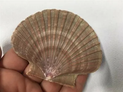 $3 • Buy Mexican Flat Scallop Seashell, 3 1/4 