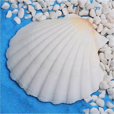 6 Pack 4 - 5 Inch Large Scallop Shells Sea Shells For Crafting Beach Decorations • $14.47