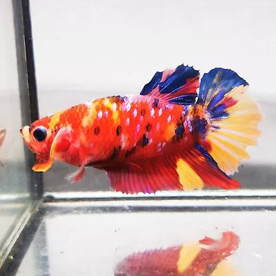 Live Betta Fish - Male - Koi Fancy Candy Multicolor Halfmoon Plakat  (PKMAR132) • $9.99