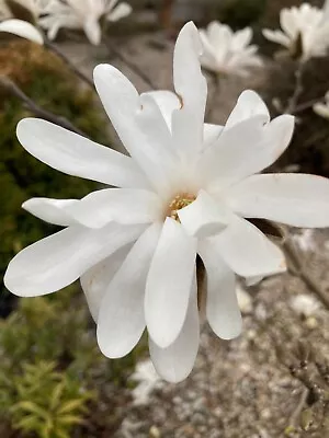 Magnolia 'Royal Star' Plant (30 Cm Height) Free UK Post • £20.50