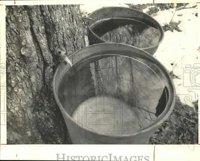 1986 Press Photo Maple Syrup Buckets Hang On Tree At Freebrook Farm - Syp47300 • $19.99