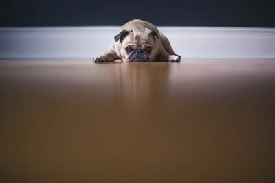 £4.28 • Buy Fawn Pug 2 Large Poster Wall Art Print Deco Home - A0 A1 A2 A3 A4