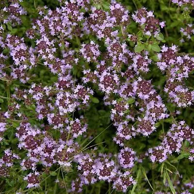 £1.09 • Buy Thyme English Broadleaf Thymus Pulegioides Appx 500 Seeds