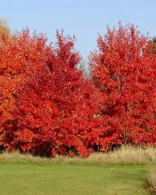 Acer Rubrum OCTOBER GLORY RED MAPLE TREE Seeds! • $4.99