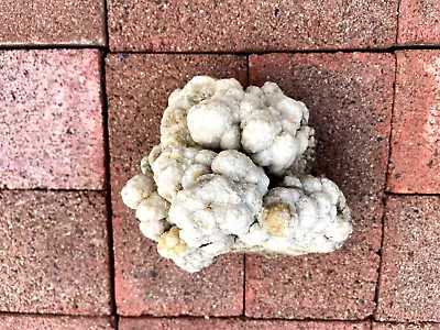 Heavy 4lb White Brain Caulifower Sea Coral Chunk Natural Genuine Real Specimen • $5.50