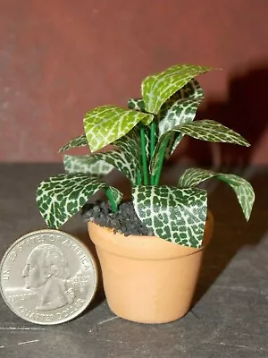 Dollhouse Miniature Plant In Pot Indoor 1:12 One Inch Scale B319 Dollys Gallery • $34.18