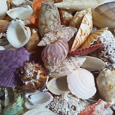 Shells Seashells Beach Shells Individual Sea Shells - Choice Of Over 20 • £3.99