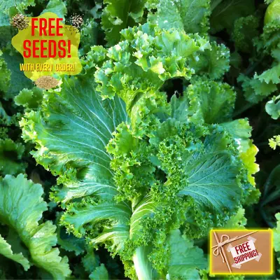 Fresh Wasabi Mustard Green Seeds | Heirloom Non-GMO | Asian Vegetable Seeds • $2.84