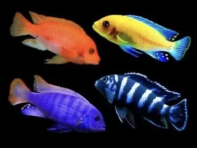 6 X Assorted Mbuna Malawi Cichlids 2 Inch • £40