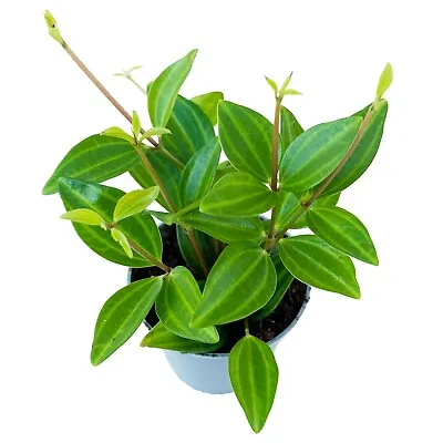 £9.25 • Buy Peperomia Beetle Plant (Peperomia Angulata) 11cm Or 6cm Pot Trailing Succulent