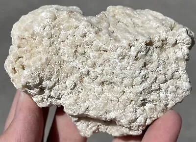 132g Agatized Coral Fossil Colony Cluster Ocean Aquarium Dried Natural Decor • $12.75