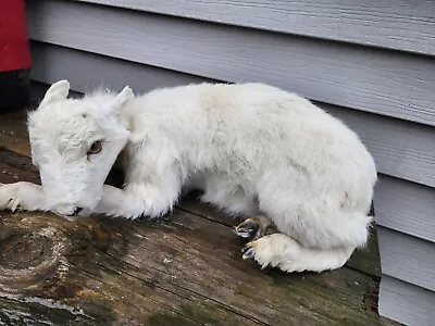 Baby Lamb Ram Goat Sheep Taxidermy Racoon Squirrel Hunting Ram • $265