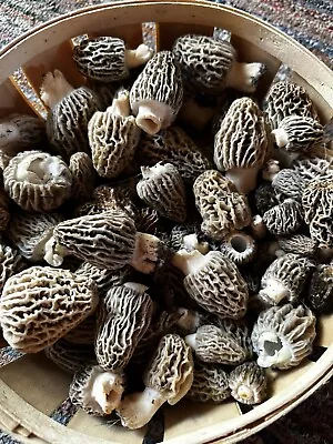 Fresh Morel Mushrooms / $ 100/ Pound • $39.75