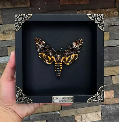 Real Insect Framed Death Head Moth Skull Acherontia Butterfly Oddities Taxidermy • $75.05