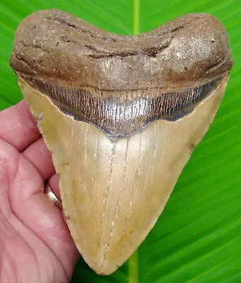 MEGALODON SHARK TOOTH  - XL 5 & 7/16  - NO RESTORATIONS - W/  DISPLAY STAND  • $249