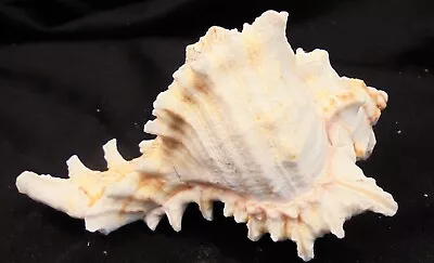 Natural Sea Shell Murex Ramosus Shell Ocean Conch  4.5 Inches • $11.99