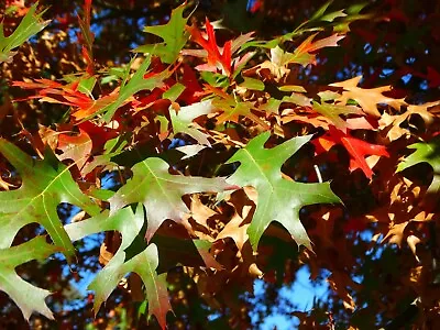 Pin Oak   Quercus Palustris   20 Seeds  USA Company    • $10.99