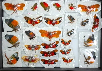 £18 • Buy Very Colourfull Lot Of Fulgoridae From Malaysia