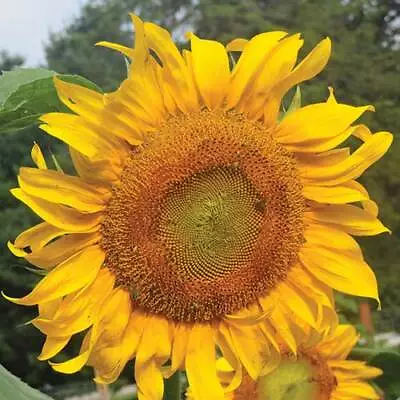 Real Mammoth Russian Sunflower Seeds Towering 12'  | Giant Heads | Skyscraper • $4.99