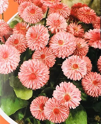 400 х DAISY ENGLISH - BELLIS PERENNIS PINK Perennial Seeds • £1.45