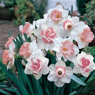(5) Spectacular Pink Mixed Daffodil Bulbs Please Check Our Other Bulbs • $16.95