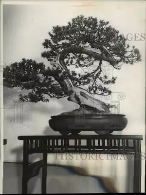 1956 Press Photo Japanese Dwarfed Oak Tree - Mjx62420 • $15.99