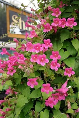 Creeping Gloxinia Mexican Twist Hundreds Of Large Pink Flowers  Climber 30 Seeds • £2.79