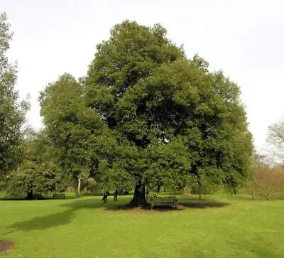 Quercus Ilex / Holm Oak Beautiful Evergreen Tree Peat Free 3Ltr 90-120cm • £44.99